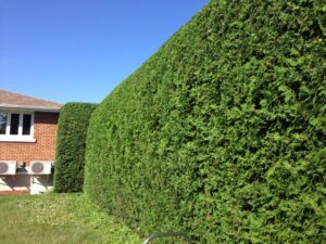 Installation de haies de cedres 2