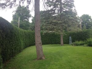 coupe de haies