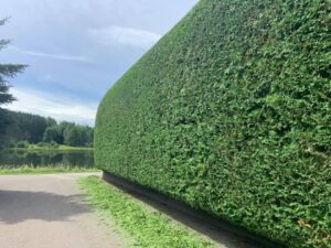 emondage d arbustes 5