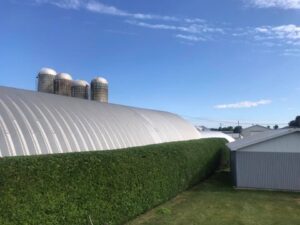 taillage de haies de cedres et arbustes 1